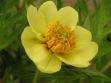 Paeonia delavayi var. lutea
