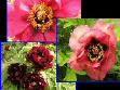 Paeonia lactiflora var. trichocarpa