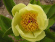 Paeonia mlokosewitschii (orig.)