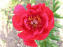 Cherry Ruffles