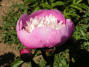 Vicomte de Noaillis