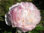 Victorian Blush