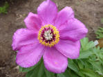 Paeonia officinallis ssp. banatica