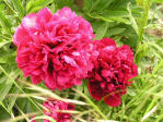 Staudenwildart Paeonia officinalis "Rubra Plena"