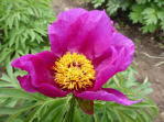 Paeonia officinalis var. Mollis