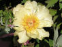 Narcissus