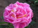 Lois E. Klehm