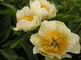 Paeonia wittmania culturform