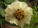 Midnight Magnolie