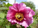 Natural Beauty
