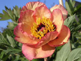 Pink 'n' Gold