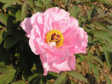 Yae Zakura