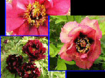 Rockii-Sämlingspflanzen, 10jährig