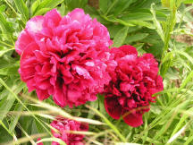 Staudenwildart Paeonia officinalis "Rubra Plena"