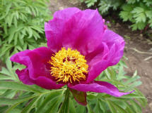 Paeonia officinalis var. Mollis