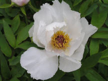 Paeonia ostii